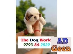 ShihTzu Healthy and Vaccinated Puppies available 9793862529